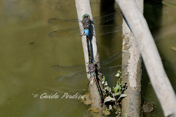 ID Anax imperator in accoppiamento ?